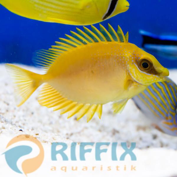 Siganus Corallinus. Goldener Fuchsgesicht.